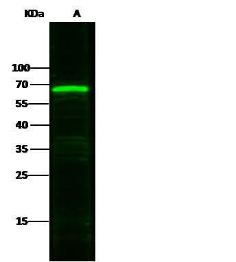 CD5 Antibody (Preservative Free)