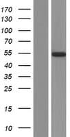 ADAMDEC1 Protein (Over-Expression Lysate Myc-DDK (Flag))