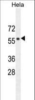 FBXW8 Antibody (aa270-299)