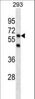 PGBD3 Antibody (aa21-49)
