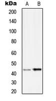 SERPINB9 / PI9 Antibody (Internal)