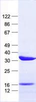 Human CCDC28A Protein (Recombinant His, N-Terminal)