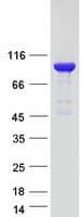 Human GPBB / PYGB Protein (Recombinant Myc-DDK (Flag))
