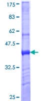 Human Mannose Receptor / CD206 Protein (Recombinant GST, N-terminus)