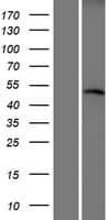CRBN / Cereblon Protein (Over-Expression Lysate Myc-DDK (Flag))
