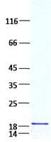 Human TNFSF10 / TRAIL Protein (Recombinant)