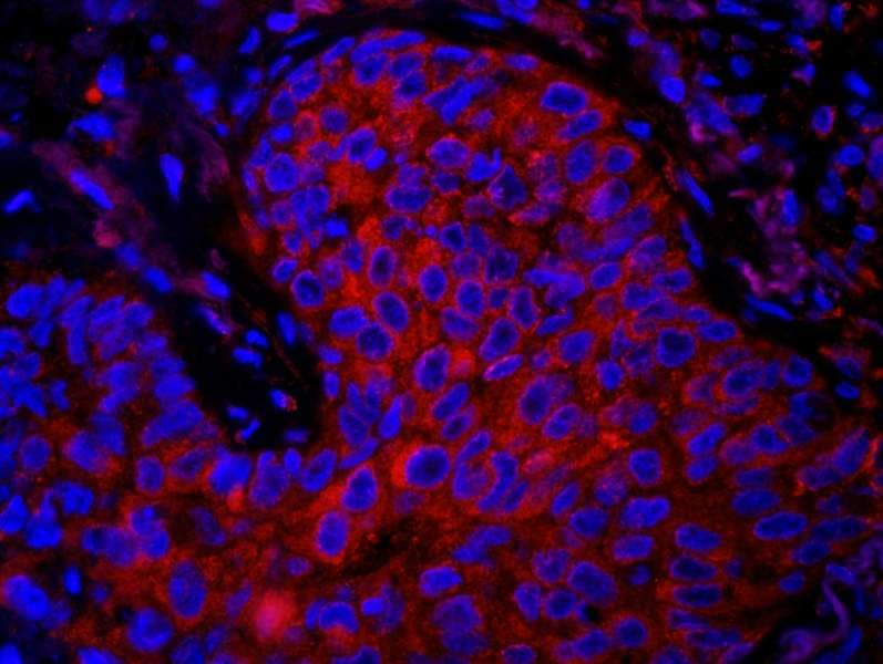 IHC-plus™ EF1G / EEF1G Antibody (aa200-250)