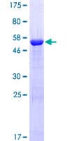 Human CHRM3 / M3 Protein (Recombinant GST, N-terminus)