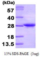 Human APOA1 / Apolipoprotein A 1 (Recombinant His)