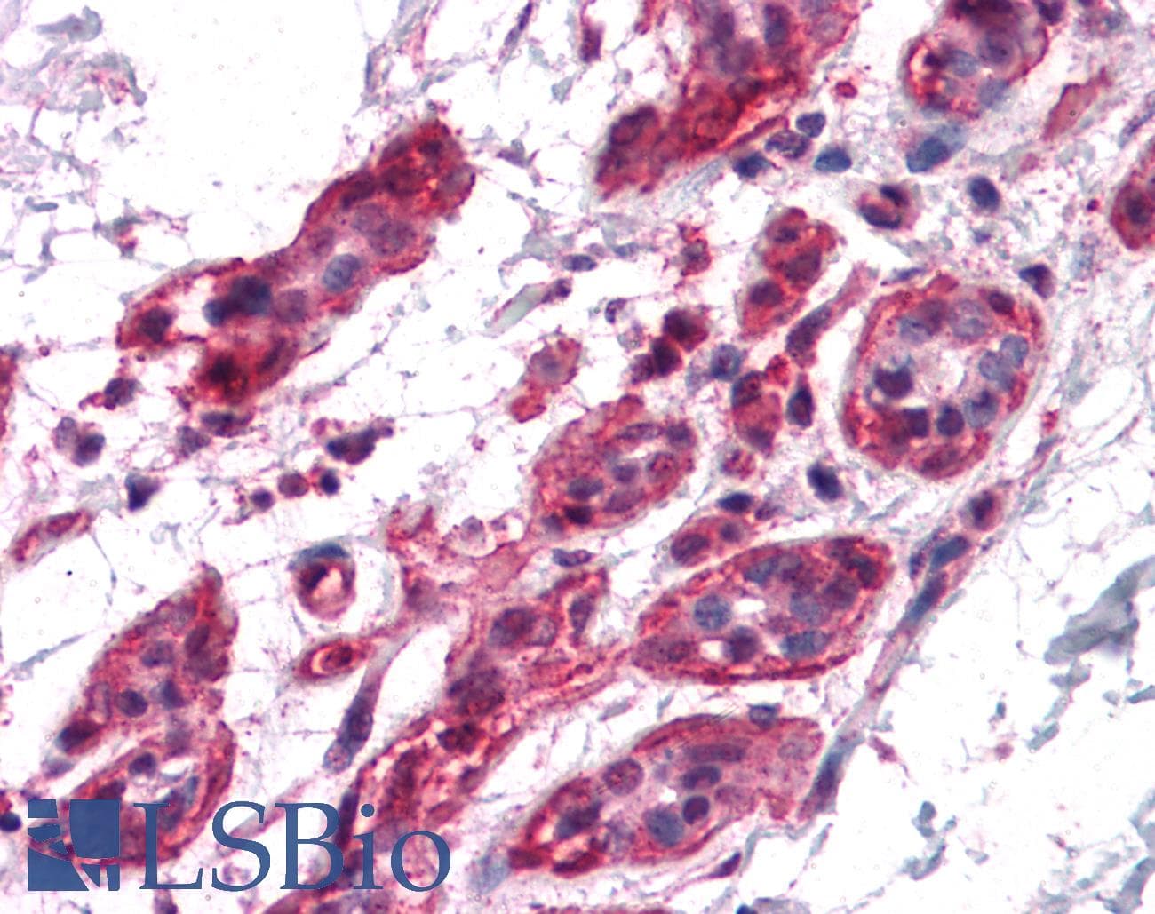 IHC-plus™ BCAS2 Antibody