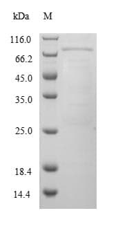 Mouse Cyp3a13 Protein (Recombinant 6His-SUMO, N-terminus)