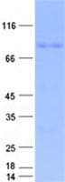 Human MAOA / Monoamine Oxidase Protein (Recombinant GST, N-terminus + His, C-terminus)