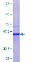 Human REG3G Protein (Recombinant GST)