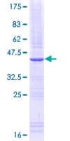 Human IL15RA Protein (Recombinant GST, N-terminus)