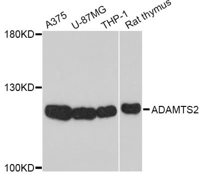 ADAMTS2 Antibody