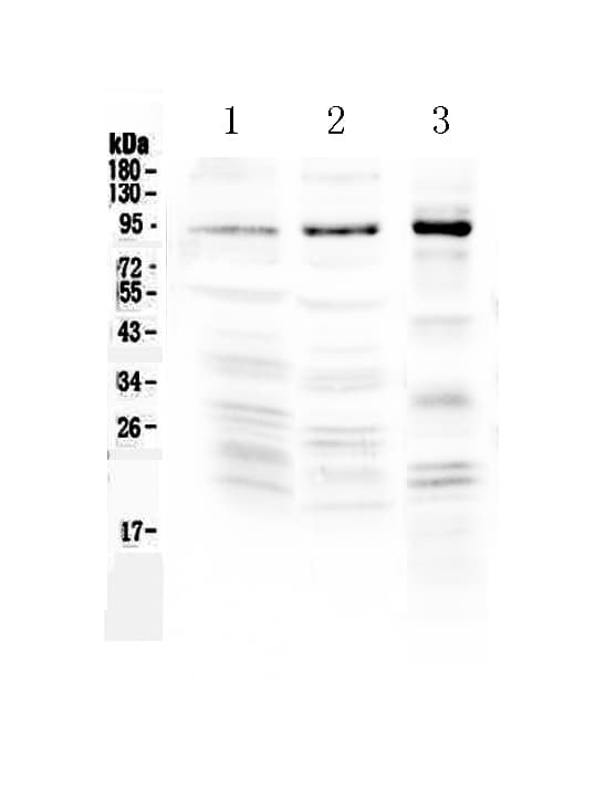 NPAS2 Antibody
