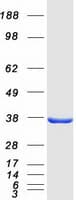 Human Alpha SNAP Protein (Recombinant Myc-DDK (Flag))