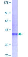 Human CD274 / B7-H1 / PD-L1 Protein (Recombinant GST, N-terminus)
