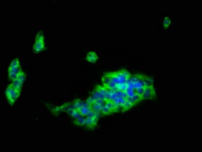 ILT2 / CD85 Antibody