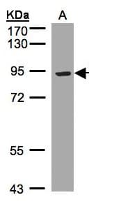 LRP12 Antibody (aa795-859)