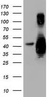 GAS7 Antibody (clone OTI6G5)