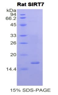 Rat SIRT7 / Sirtuin 7 Protein (Recombinant His)