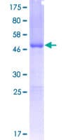 Human FXN / Frataxin Protein (Recombinant GST)