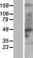 SMPD2 Protein (Over-Expression Lysate Myc-DDK (Flag))