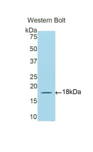 DBR1 Antibody (aa243-372)