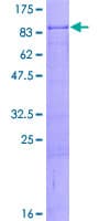 Human ZNF8 Protein (Recombinant GST)