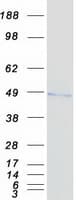 Human DUSP4 / MKP2 Protein (Recombinant Myc-DDK (Flag))