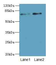 NBPF3 Antibody