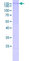Human ERBB4 / HER4 Protein (Recombinant GST)
