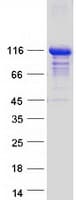 Human TRAF3IP1 Protein (Recombinant Myc-DDK (Flag))