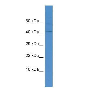DUX4 Antibody (aa81-130)