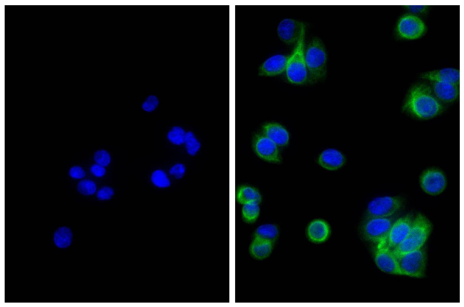 Polyclonal Goat Anti-Mouse IgG Secondary Antibody (FITC)