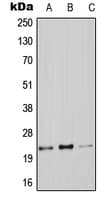 CLDN9 / Claudin 9 Antibody (C-Terminus)
