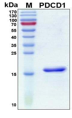 Human PDCD1 / CD279 / PD-1 Protein (Recombinant His, N-Terminal)