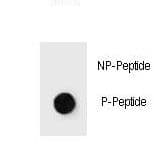 JUN / c-Jun Antibody (phospho-Thr289)