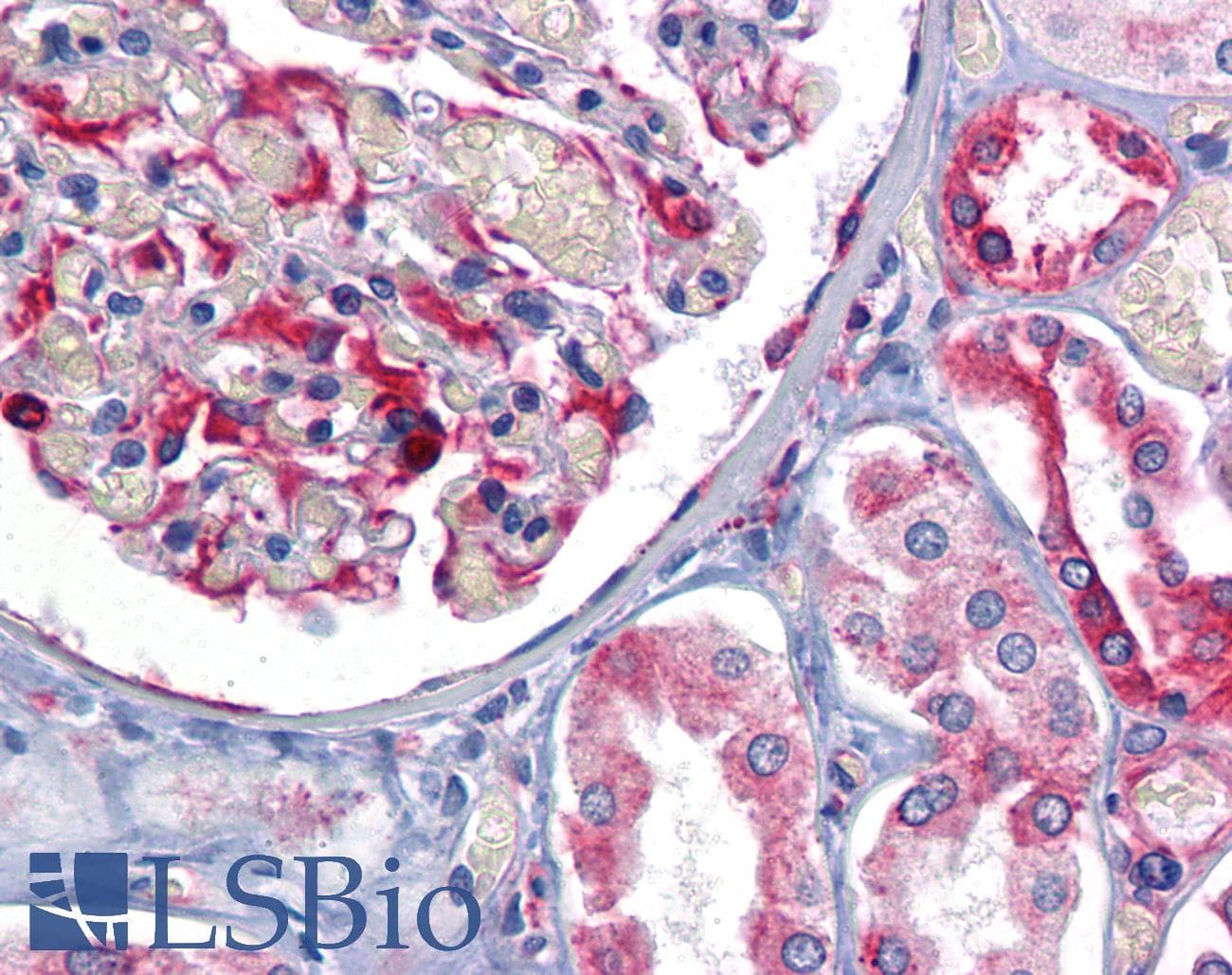 IHC-plus™ RTN3 / Reticulon 3 Antibody (clone 10A8)