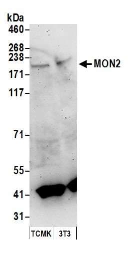 MON2 Antibody (aa1-50)