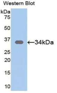 SFRP1 Antibody (aa32-314, APC, Cy7)
