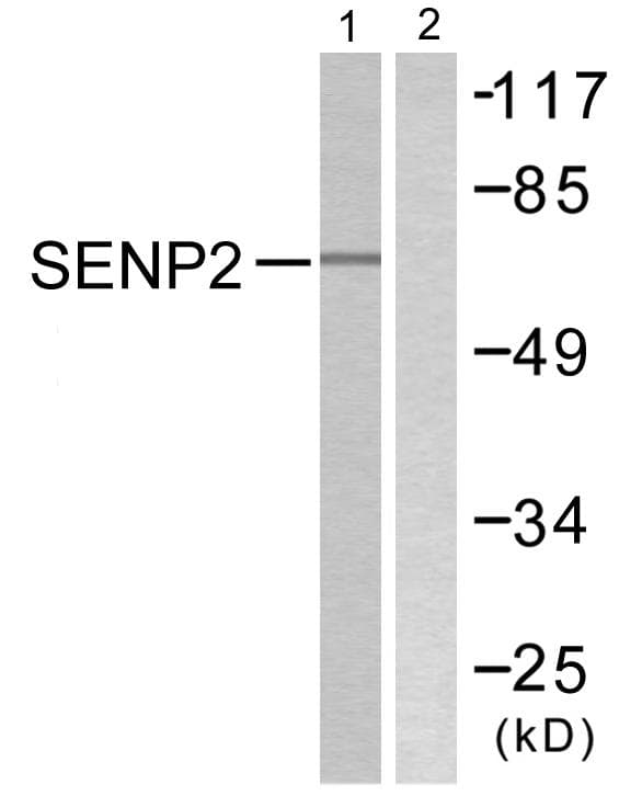 SENP2 Antibody