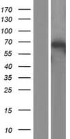 Apg7 / ATG7 Protein (Over-Expression Lysate Myc-DDK (Flag))