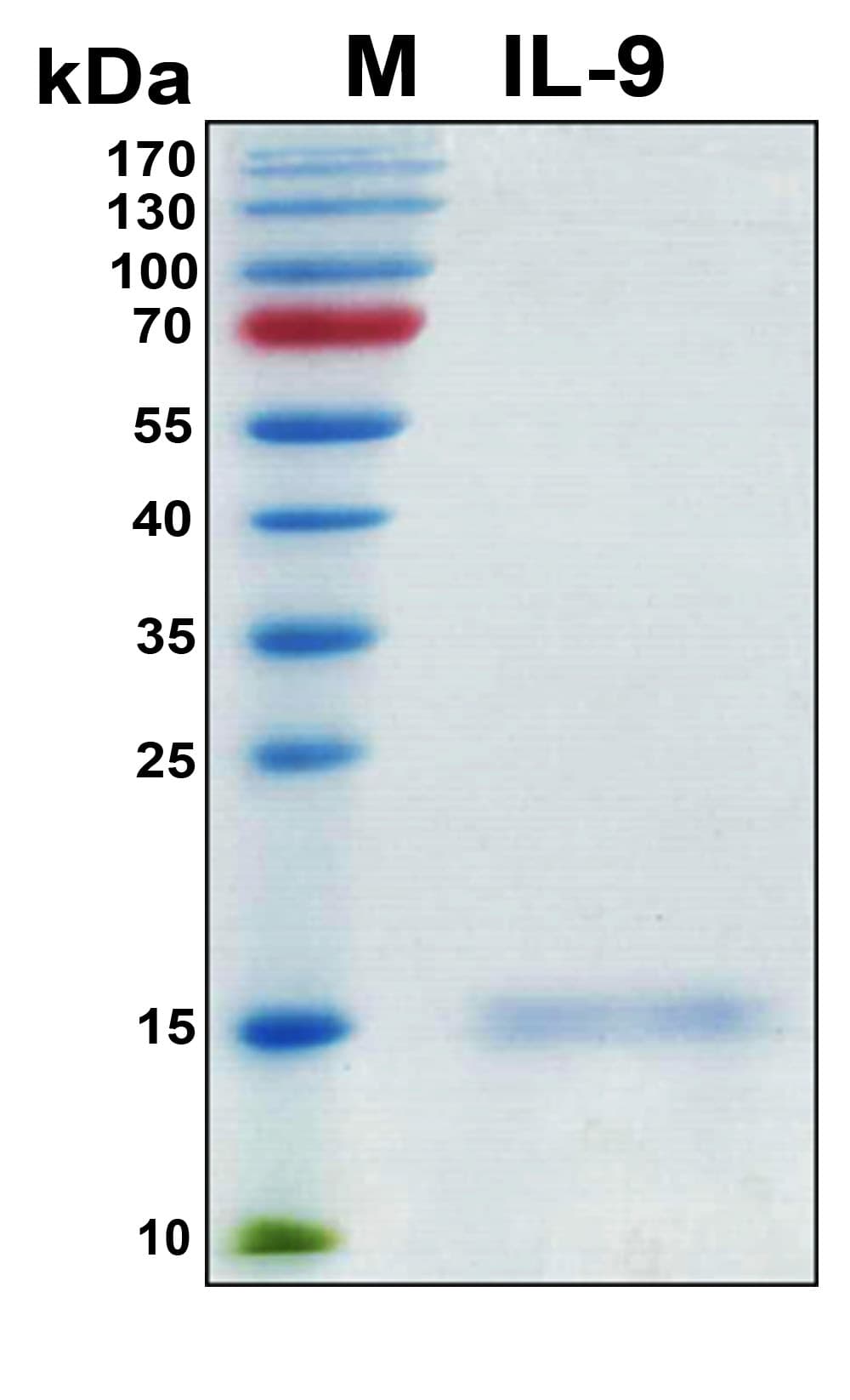 Human IL9 Protein (Recombinant 6His, N-terminus)