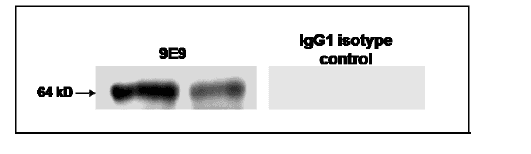 Monoclonal Mouse anti-Human GPC1 / Glypican Antibody (clone 9E9, IF, WB)