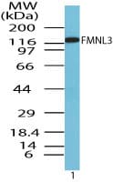FMNL3 Antibody (aa150-200)