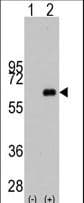 MYC / c-Myc Antibody (Ser373)