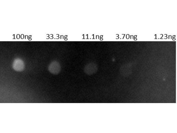 Goat Anti-Human IgG Secondary Antibody (TRITC)
