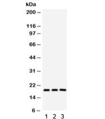 SRSF3 / SRP20 Antibody